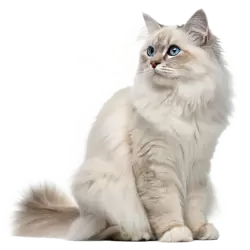 Imagen PNG para descargar